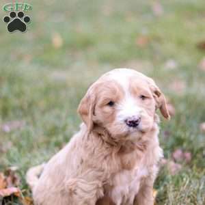 Roscoe, Goldendoodle Puppy